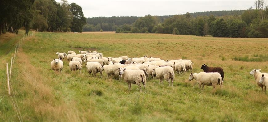 Dönardalens Delikatesser (Foto: Vallåsens Värdshus)